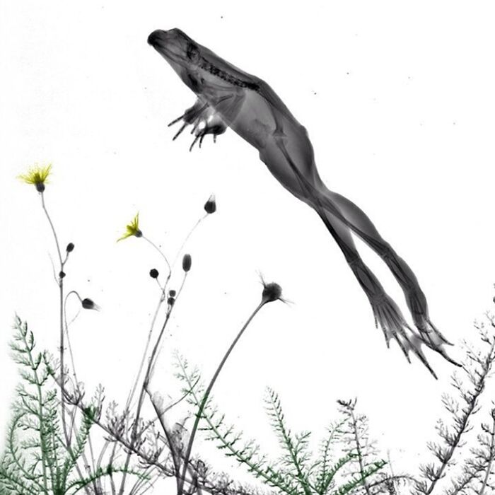 Jumping European Brown Frog