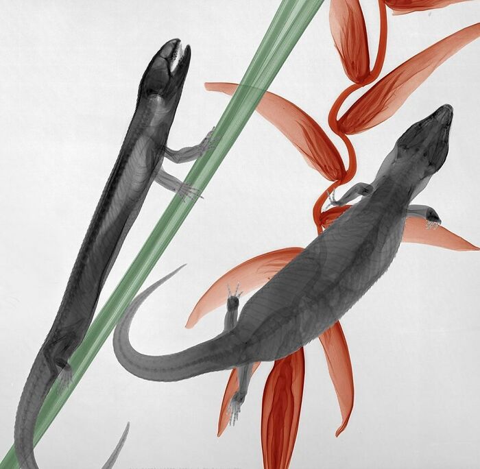 Skinks That Climb Into A Heliconia