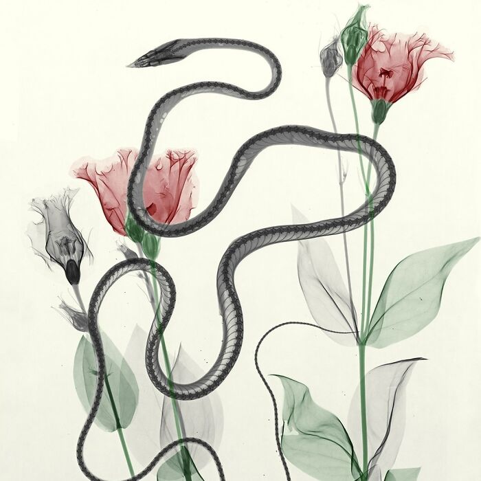 Composition Of Lisianthus And Ahaetulla Nasuta