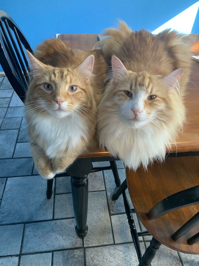 Nuestros noruegos, Svenson y Bjornson