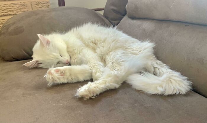 The Floofer Monster Is Sleepy