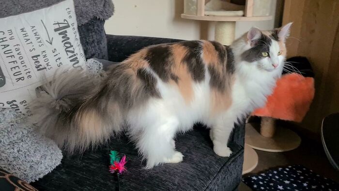 Penny Showing Off Her Floofy Tail