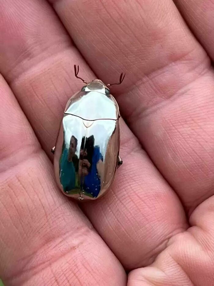 This Beetle's Shell Is So Reflective Its Like A Mirror