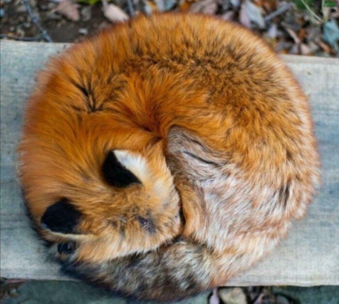 La manera en la que este zorro forma un círculo perfecto 