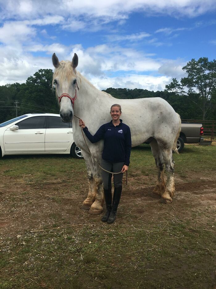 21hh Giant Teddy Bear