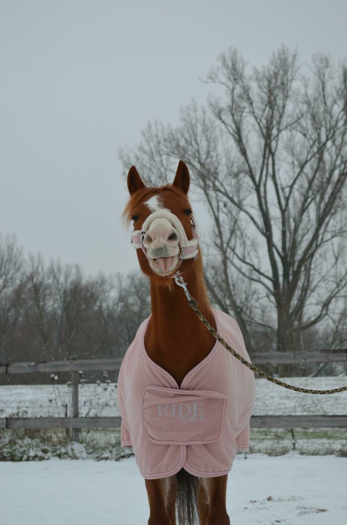 When You Want To Take Snow Pictures But Your Horse Decides She’s A Llama Now