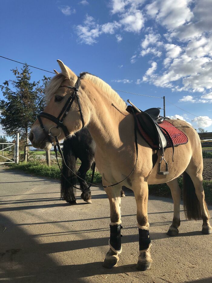 Yesterday Before Our Trail Ride, Looking Cute As Always