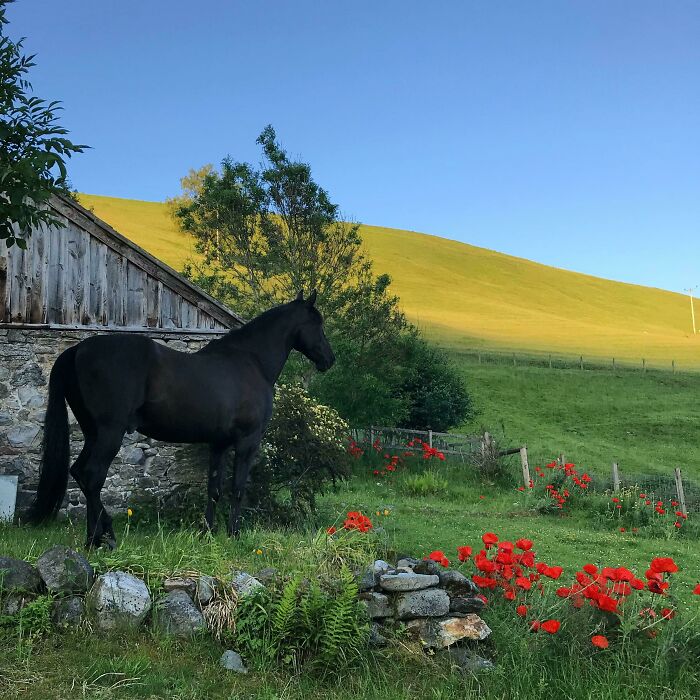 Pretending To Be A Majestic Beast!