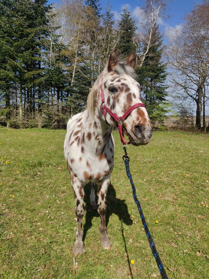 Finally My Boy Agreed To A Nice Picture With Ears Forward! He Doesn't Look Close To 23, I Think. Anyone Else With Appys?