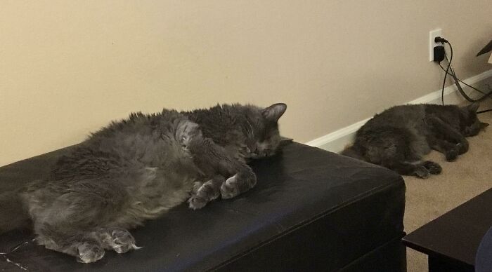 Can You Tell They’re Littermates?