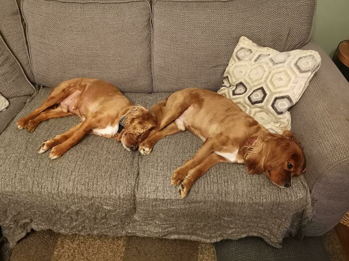 How Much Like It? Was It The Same Dog?