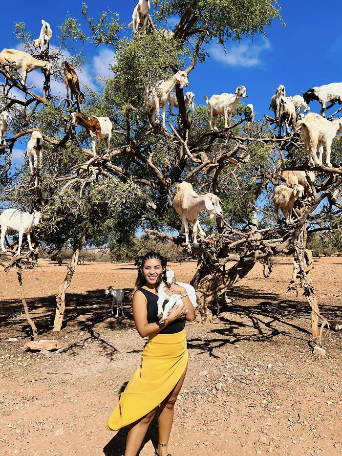 Goat Spawn Glitch In Earth Version 1.0.4