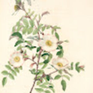 classicaldeveloper avatar