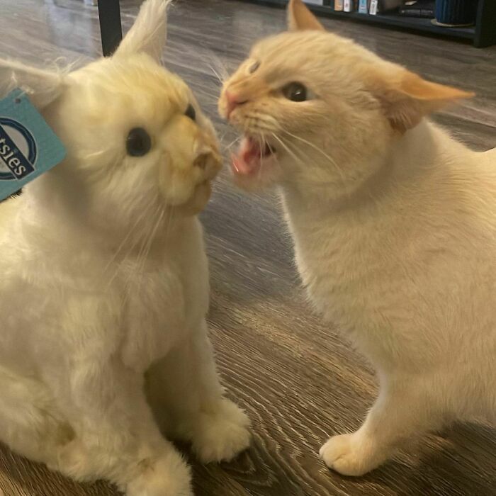 Zombie's Reaction To His Lookalike Plushie