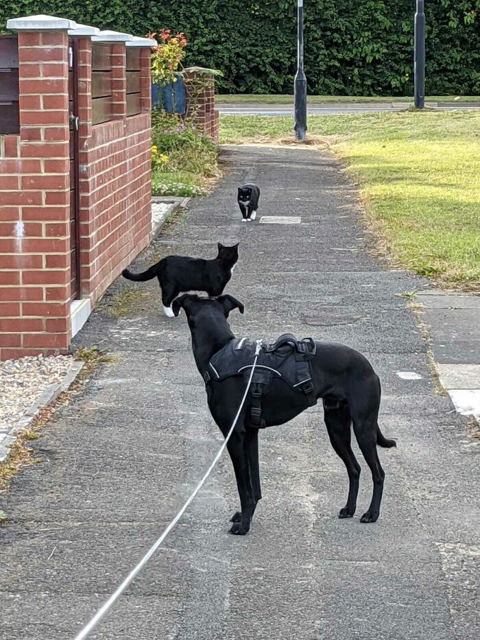 One Of These Is Not My Cat, But Tried To Join The Dog/Cat Walk