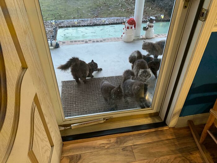 Mmm mis padres no tienen gato, y mucho menos media docena de gatos