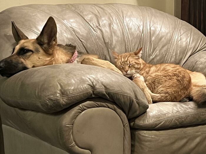 My Parents’ Cat Fred, Who Is A Stray Who Adopted Them. He’s Friends With Everyone And Is The Chillest Cat I’ve Ever Met