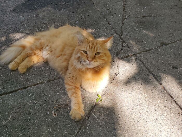 Our Previously Floofy Cat Stopped By To Say Hello