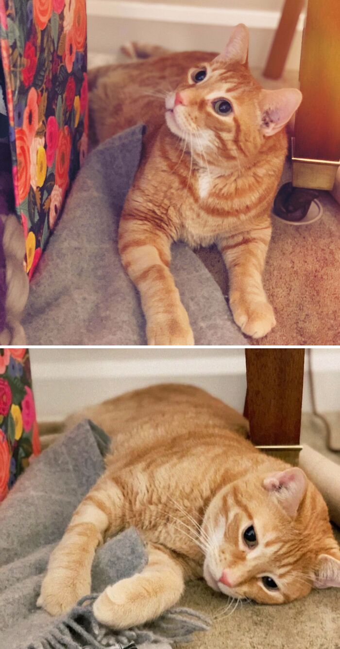 My Beautiful Boy, He Smells Like Oats. What Does Your Cat Smells Like?