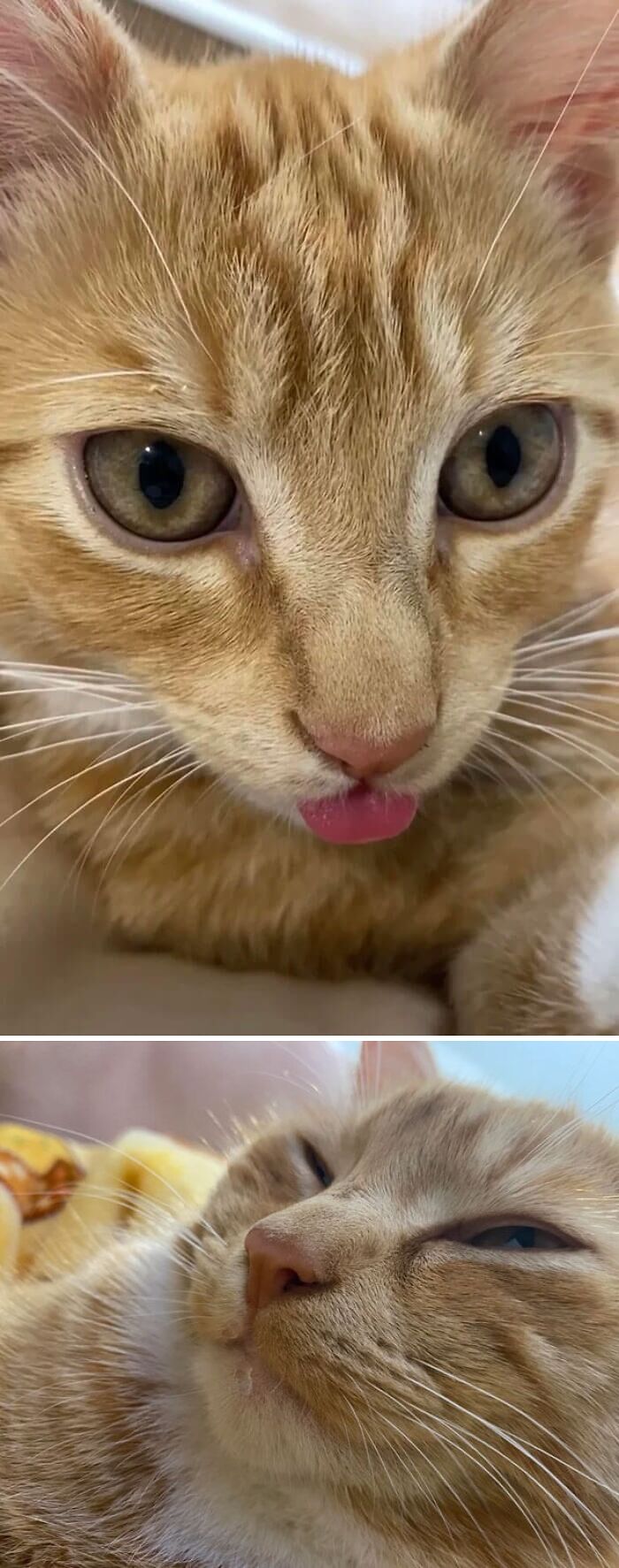 He Drool And He Mlem