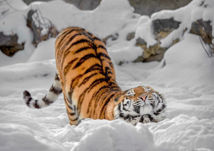 Tiger In The Snow