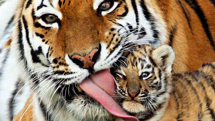 Tiger And Cub