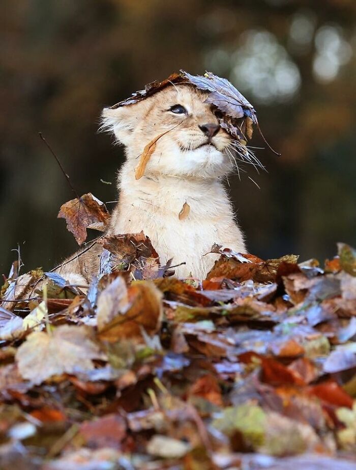 Lion Cub Playing In A Pile Of Leaves