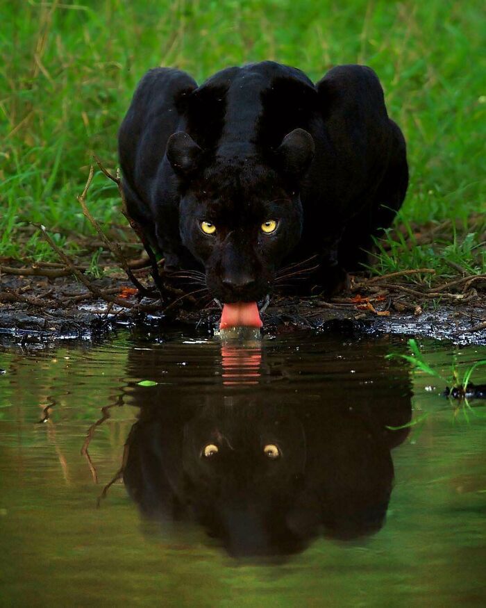 The Black Panther