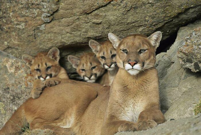 Watchful Cougar Mum