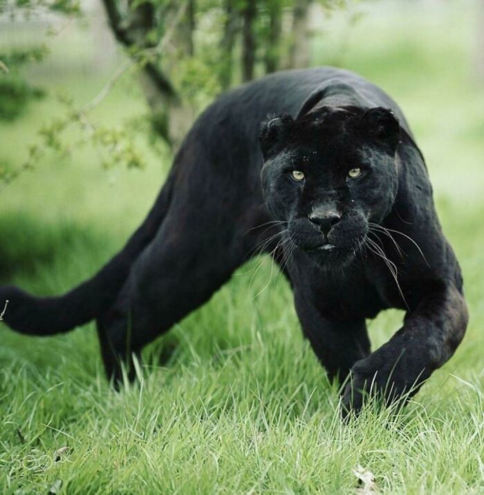 Velvety Black Panther