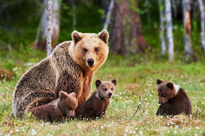 Brown Bear Family In Finland