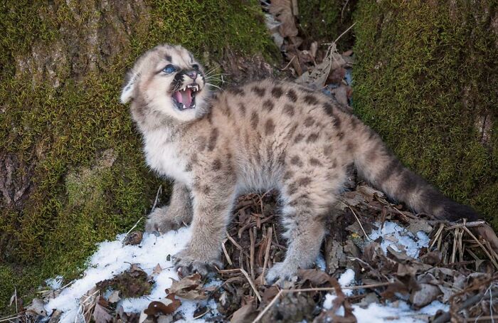 Feisty Little Mountain Lion Cub
