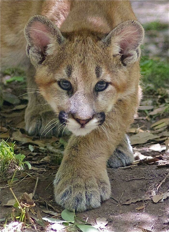 Huge Mittens On Mountain Lion Kitten