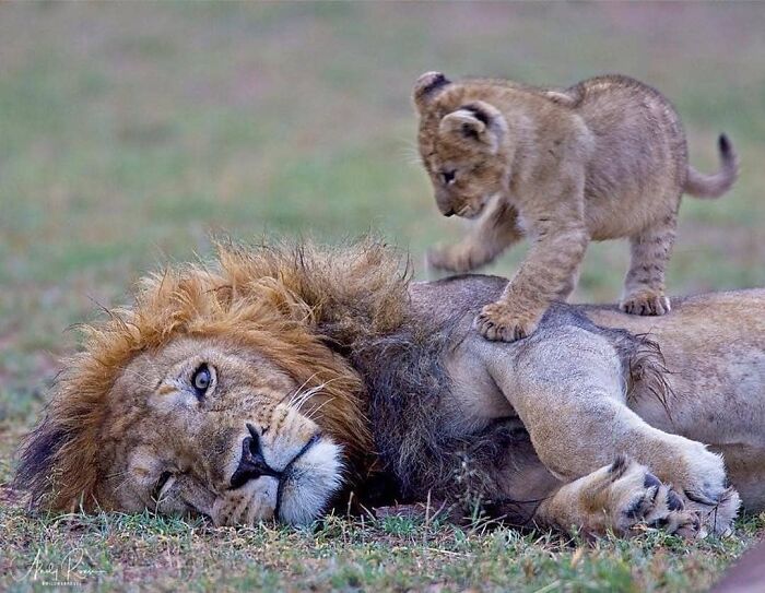 "Dad! Do You Want To Play?"