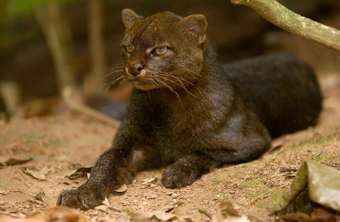 The Jaguarundi