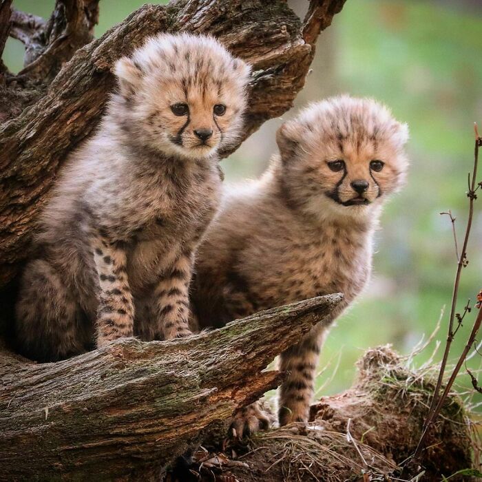 Six Week Old Cheetah Cubs Waiting For Their Mother