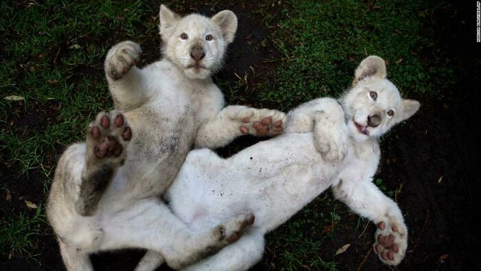 White Lion Cubs
