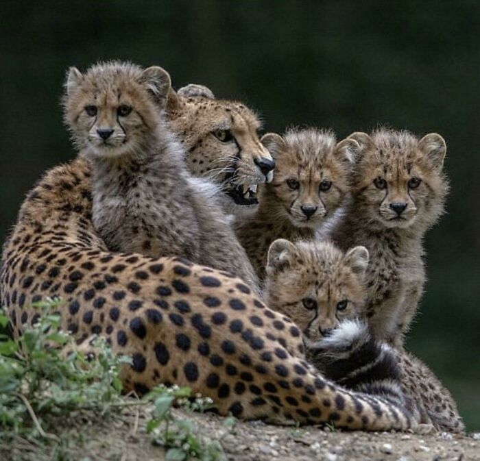 Fluffy Cheetah Floofs