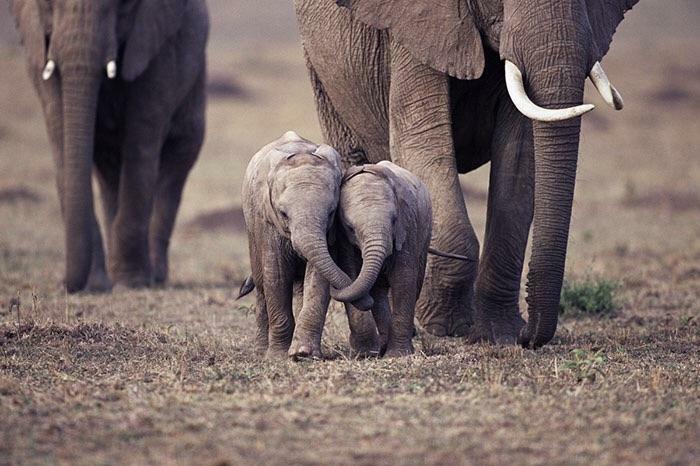Sweet Baby Elephants