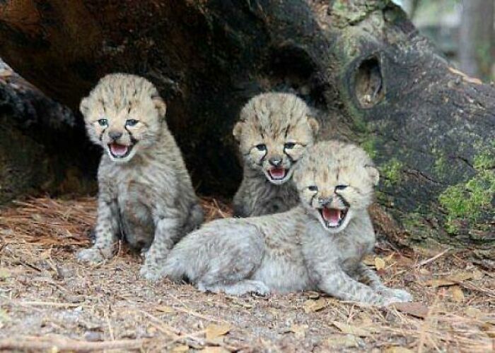Talkative Baby Cheetah Cubs