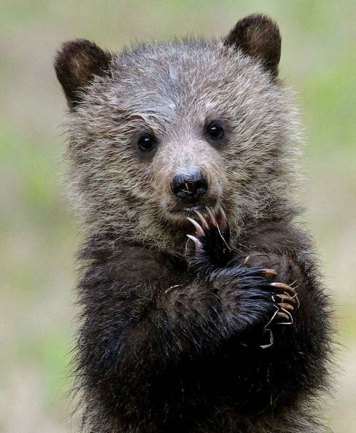 Little Bear Cub In Deep Thought