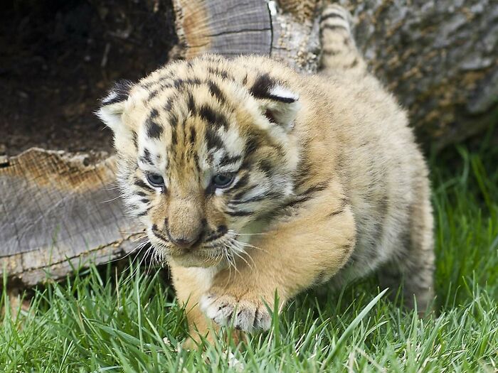 Tiger Cub