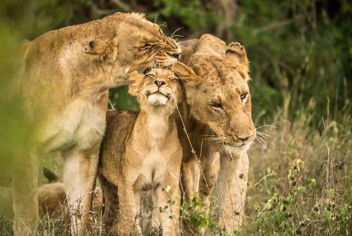 Smiling Lion Cub
