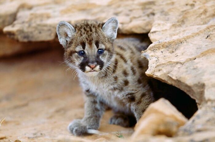 Mountain Lion Kitten