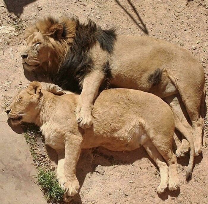 Lion And Lioness