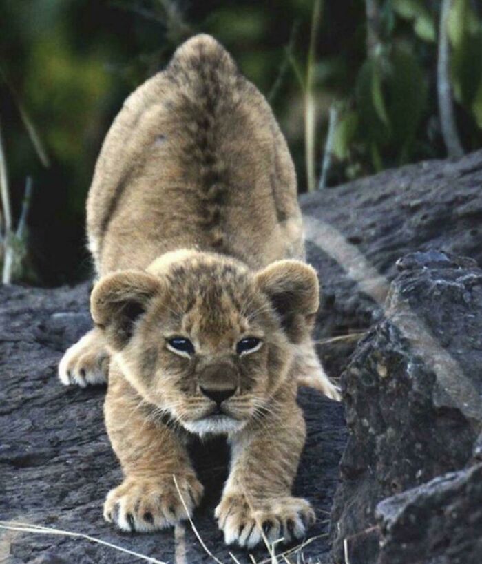 Stretches Stretches Stretches