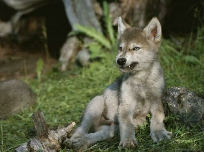 What Big Teefies You Have