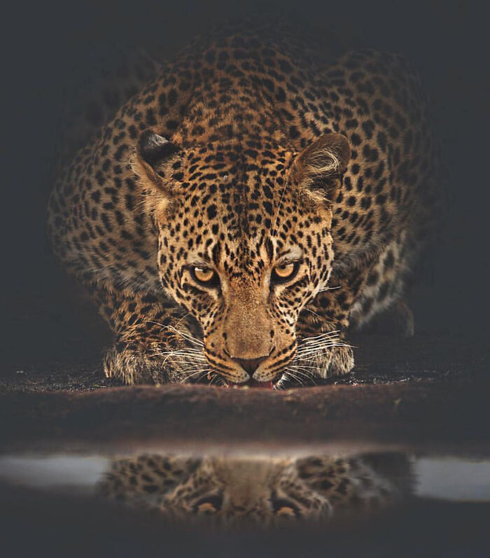 Ferocious Reflection
