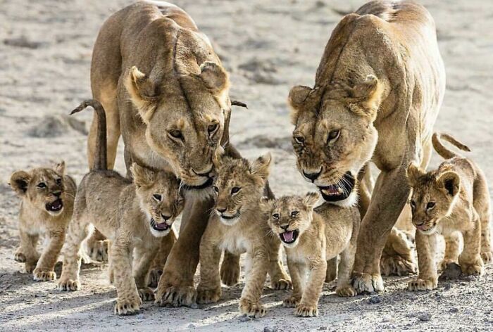 Cub Wrangling