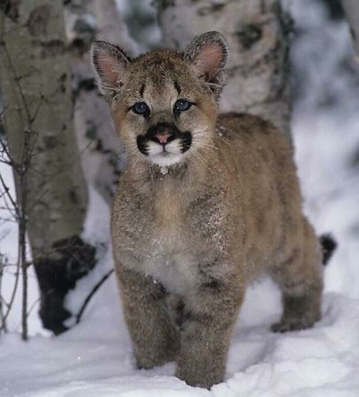 Mountain Lion Kitten In The Snow